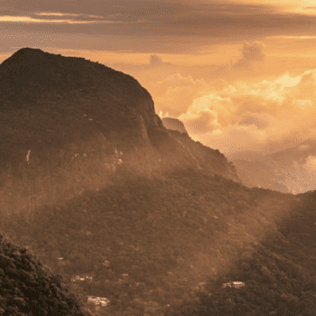 Daily Dive # 069 | Reintroducing Howler Monkeys to Tijuca National Park: Part Three